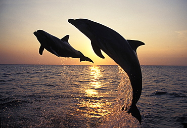 bottle-nosed dolphin bottlenose dolphin two adults leaping at sunset Honduras Central America America (Tursiops truncatus)