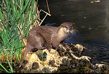 Oriental short-clawed otter short clawed otter adult standing on rock near water (Aonyx cinerea)