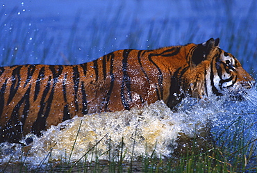 Bengal tiger or Indian tiger mammals / cats male running through water splashing endangered species