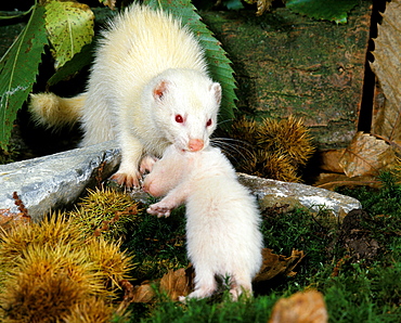 ferret ferret mustela putorius furo female carrying young (Mustela putorius furo)