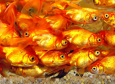 bubble-eye goldfish goldfish goldfish goldfish carassius auratus adult group in aquarium (Carassius gibelio forma auratus Carassius auratus Carassius auratus)