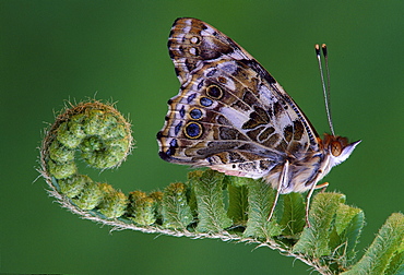 painted lady