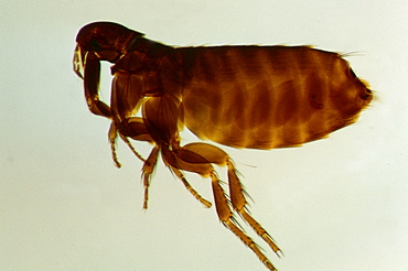 bird flea microscopy parasite