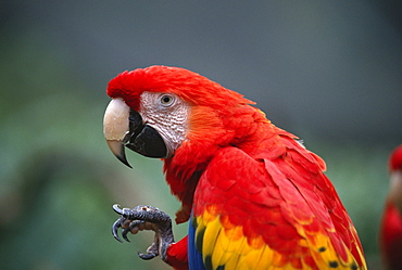 scarlet macaw birds standing lifting foot toe distorted