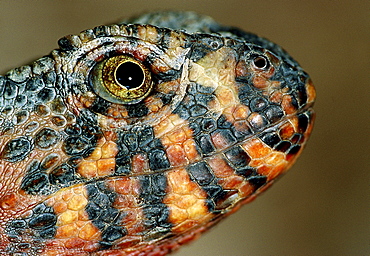 Chinese crocodile lizard