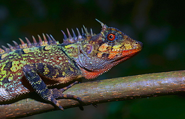 agama armoured spiny lizard reptiles / lizards on a branch