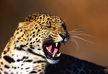 leopard