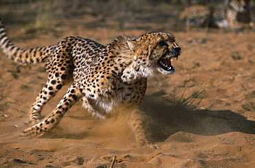 cheetah animal in rehabilitation running through Sand power powerful speed