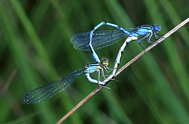 common blue damselfly Insekten Odonata Insecta insects damselfly damselflies