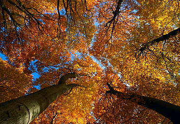 common beech beech group in forest with leaves coloured autumn