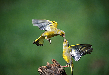 green finch Animals