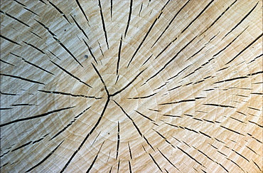 annual ring tree rings