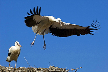 white stork young young birds juveniles 02 on nest nesting place North Rhine-Westphalia Germany Europe