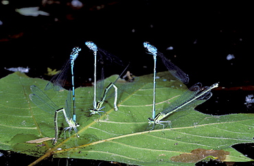 azur damselfly insects damselflies couples in tandem laying eggs on pond funny