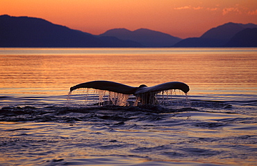 humpback whale tail fin or fluke of diving whale above sea surface water running off fluke in front of mountains at sunset cetacean cetaceans identification profile fluke margin margins one animal only horizontal format