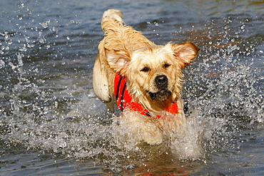 golden retriever