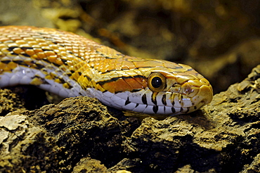 corn snake