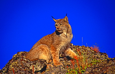 Canadian lynx