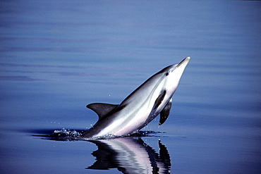 Striped dolphin (Stenella coeruleoalba) leaping, Mediterranean species listed as vulnerable, this individual is from the rare and isolated population of this species found in the Gulf of Corinth, Greece.