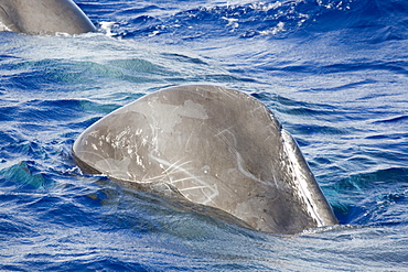 Sperm whale (Physeter macrocephalus) preforming "head-out" behaviour, vertical in the water while socialising. This is followed by either disappearing below the surface or turning upside down. Endangered, Ionian Sea, Greece.