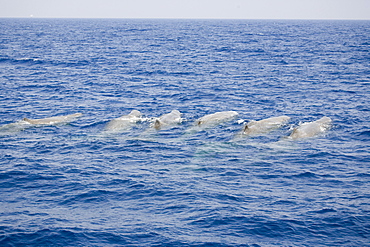 Sperm whale (Physeter macrocephalus) in a social unit positioning themselves in a parallel formation known as "logging". Resting after socailising. Endangered, Ionian Sea, Greece.