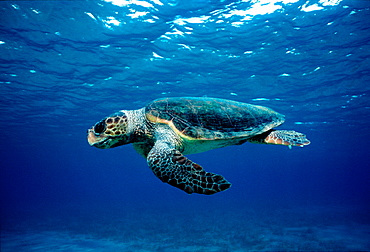 Loggerhead turtle (Caretta caretta) underwater, species endangered globally, but can be observe in the Mediterranean Sea both close to and remote from nesting sites, Kythira Sea, Greece.