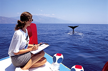 Sperm whale (Physeter macrocephalus) fluking whilst being monitored by the "Greek Sperm Whale Research Program". The Mediterranean population is considered Endangered.  SW Cretan Sea, Greece.