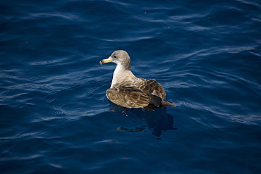 Cory's Shearwater (Calonectris diomeda) at surface. Greece, Eastern Med.