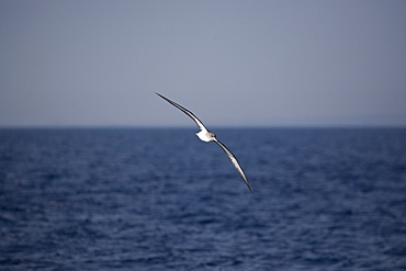 Cory's Shearwater (Calonectris diomeda)  flying. Greece, Eastern Med.