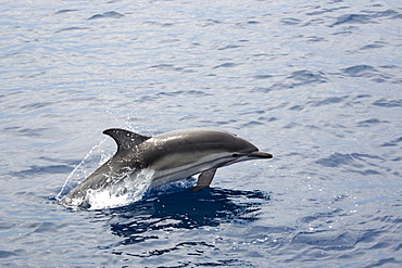 Probable hybrid striped x short-beaked common dolphin (Stenella coeruleoalba x Delphinus delphis) identified by the hybrid pigmentation. Only recorded in the Gulf of Corinth, Greece.