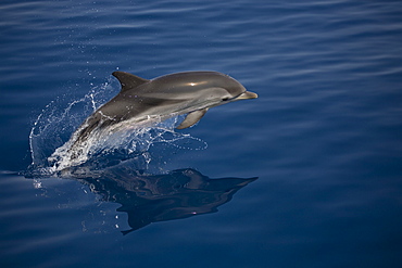 Striped dolphin (Stenella coeruleoalba) leaping. Greece, Eastern Med.