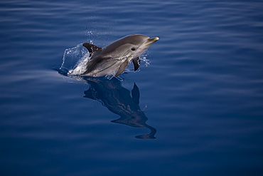 Striped dolphin (Stenella coeruleoalba) leaping. Greece, Eastern Med.