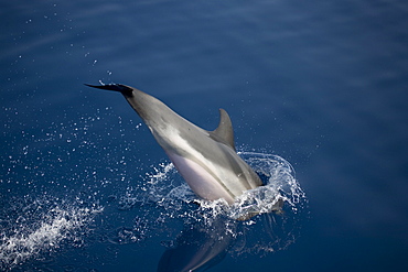 Striped dolphin (Stenella coeruleoalba) leaping. Greece, Eastern Med.