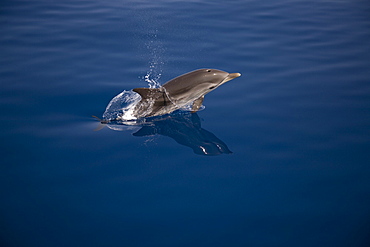 Striped dolphin (Stenella coeruleoalba) leaping. Greece, Eastern Med.