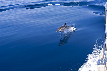 Striped dolphin (Stenella coeruleoalba) leaping alongside boat, although the most abundant dolphin species in pelagic waters of the Mediterranean Sea the population is listed as vulnerable, North Aegean Sea, Greece.   (RR)