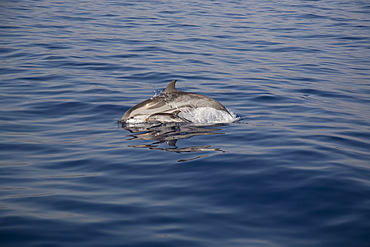 Striped dolphin (Stenella coeruleoalba) mother and newborn. Greece, Eastern Med.