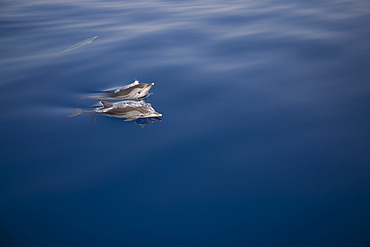 Striped dolphins (Stenella coeruleoalba) breaking the surface. Greece, Eastern Med.