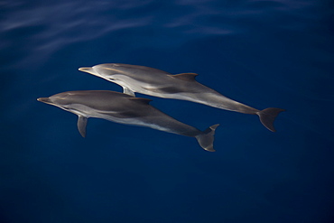 Striped dolphins (Stenella coeruleoalba) under crystal clear surface. Greece, Eastern Med.