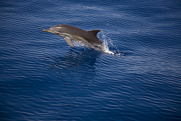 Striped x Common dolphin hybrid. Greece, Eastern Med.