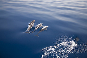 Three striped dolphins (Stenella coeruleoalba) breaking the surface. Greece, Eastern Med.