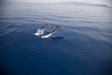 Two striped dolphins (Stenella coeruleoalba) leaping. Greece, Eastern Med.