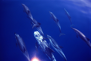 Mixed pod of Striped, Common and Risso's dolphins (Stenella coeruleoalba, Delphinus delphis, Grampus griseus) the only permenant symbiosis of these species to be recorded, Gulf of Corinth, Greece.