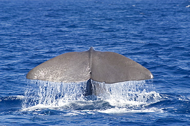 Sperm whale (Physeter macrocephalus) fluking before diving to depths of about 1000m. Fluke span can range from 3 to 5m for mature adults. Endangered, Ionian Sea, Greece.   (RR)