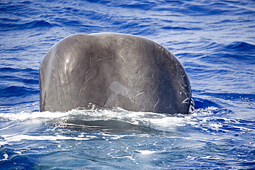 Sperm whale (Physeter macrocephalus) in "head-out" position. This vertical position is used in socialising and when approached by a vessel, may provide a better 3D vision of an object. Endangered, Ionian Sea, Greece.