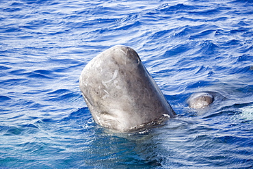 Sperm whale (Physeter macrocephalus) in "head-out" position viewed from the side. This vertical position is used in socialising and when approached by a vessel, may provide a better 3D vision of an object. Endangered, Ionian Sea, Greece.