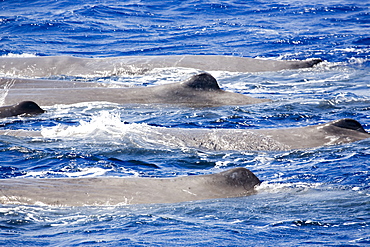 Sperm whale (Physeter macrocephalus) "logging" behaviour, this parallel position is achieved after socialising at the surface. Endangered, Kythira Sea, Greece. 