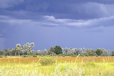 Black thunderstorm clouds as backdrop. Okavango Delta, Botswana