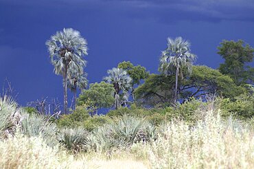 Black thunderstorm clouds as backdrop. Okavango Delta, Botswana