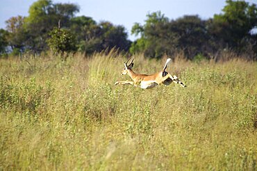 Impala in full flight. Okavango Delta, Botswana