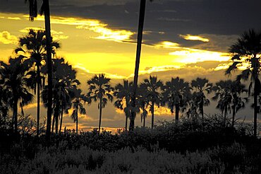Sunset through Palm Trees. Okavango Delta, Botswana